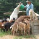 Kiko ,Boer and Savanna goat breeding stock & Hair Sheep For Sale