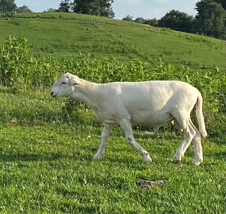 Commercial Katahdin Rams For Sale Show Ad NRV Sheep and Goat Club