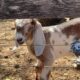 Registered Nubian Buckling For Sale