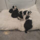 Male Border Collie puppies for sale