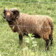 Registered Shetland Ram For Sale