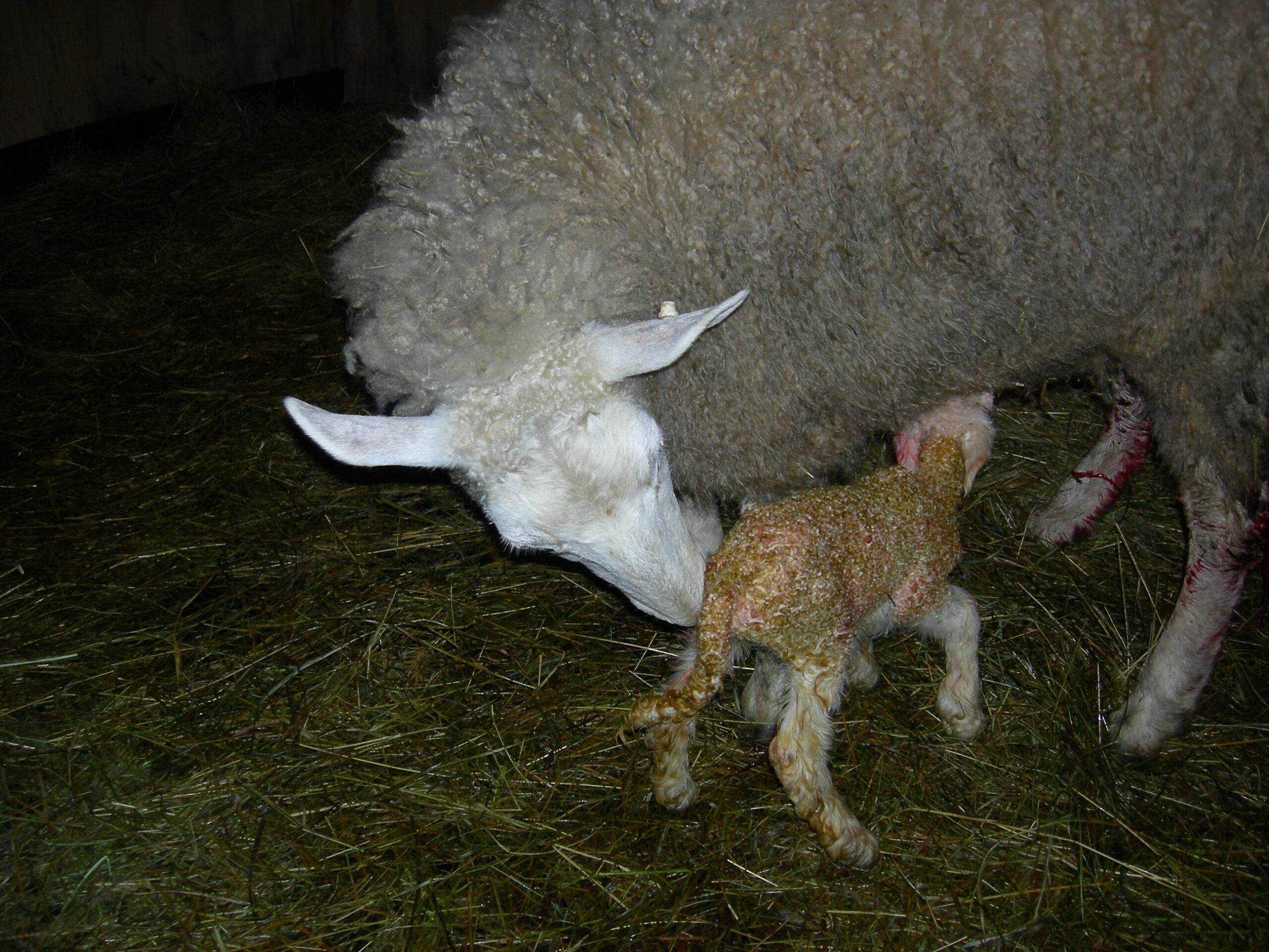 Lambing/Kidding School NRV Sheep and Goat Club