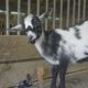 Nigerian Dwarf doelings and bucklings For Sale