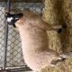 Scottish Blackface Ewe lams For Sale