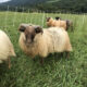 Icelandic ram lambs For Sale