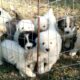 LIVESTOCK GUARDIAN DOGS FOR SALE