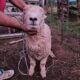 American Southdown Ram For Sale