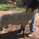 Proven 4 Year old Suffolk Ram For Sale