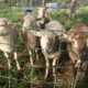 Kiko /Boer Doelings and Katahdin Ewe Lambs For Sale