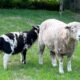 Leicester Longwool / Romney / Jacob Sheep For Sale