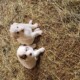 LGD Puppies for sale