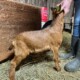 3/4 Nubian bucklings, show lambs, rams, wethers