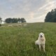LGDs and lambs