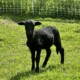 Katahdin ram lambs
