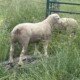 Texel buck lambs