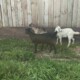 Purebred Spanish goats