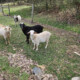 Purebred kikos