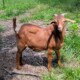 NZ bucklings
