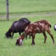 Mini Nubian Dairy Goat Herd