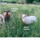 Icelandic lambs