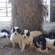 PUREBRED KARAKACHAN LIVESTOCK GUARDIAN PUPPIES